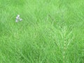 Dense thickets of green grassy plant horsetail Equisetum arvense, beautiful background