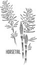 Horsetail officinalis vector illustration