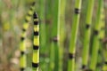 Horsetail plant Royalty Free Stock Photo