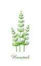 Horsetail plant, green grasses herbs and plants collection