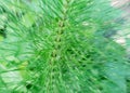 horsetail plant