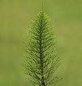 Horsetail plant, Equisetum arvense Royalty Free Stock Photo