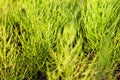 Horsetail plants in a sunny day Royalty Free Stock Photo