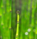 Horsetail reeds Royalty Free Stock Photo