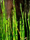 Horsetail reeds Royalty Free Stock Photo