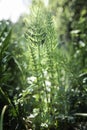 Horsetail Shoots in the spring sunlight