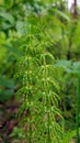 Horsetail shoots in spring