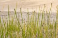 Horsetail or Snakegrass Equisetum laevigatum