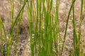 Horsetail or Snakegrass Stem Detail Equisetum laevigatum