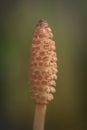 Horsetail - spore ear