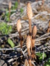 Horsetail in spring close up