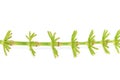 Horsetail spring stem