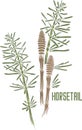 Horsetail in color drawing vector illustration