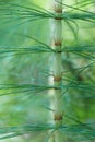 A Horsetail stem close up Royalty Free Stock Photo