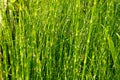 Horsetails Equisetum debile Roxb. in garden for background.