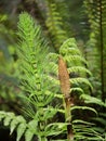 Horsetails in spring in the rainforest Royalty Free Stock Photo