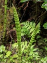 Horsetails in spring in the rainforest Royalty Free Stock Photo