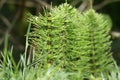 Horsetails