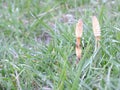 Horsetails. Royalty Free Stock Photo