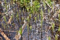 Horsetails in water, Yosemite National Park, California