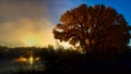 October Cottonwood at Dawn