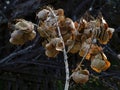 Brown Dry Cottonwood Leaves
