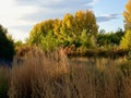 Riparian Autumn Splendor