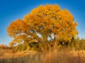 Late October Cottonwood