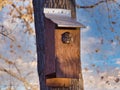 Sleeping Screech Owl in a Birdhouse