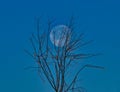 High Country Winter Tree and Full Moon