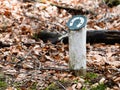 Horsetrack in a dutch forrest