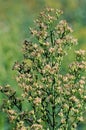Horseweed 33494