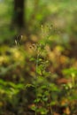 Horseweed or Conyza canadensis, Canadian Fleabane, Erigeron bonariensis