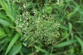 Horseweed Erigeron canadensis