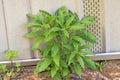 Horseweed growing in lawn Royalty Free Stock Photo