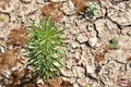 Horseweed growing in Sepphoris Zippori National Park in Central Galilee Israel Royalty Free Stock Photo