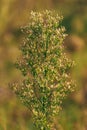 Horseweed plant (Erigeron canadensis) also known as coltstail, marestail, and butterweed