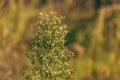 Horseweed plant (Erigeron canadensis) also known as coltstail, marestail, and butterweed Royalty Free Stock Photo