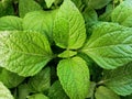 Horsewhip leaves, scientific name Stachytarpheta jamaicensi, the leaves are wide and large