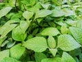 Horsewhip leaves, scientific name Stachytarpheta jamaicensi, the leaves are wide and large