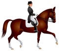 Horsewoman on a Dressage horse Royalty Free Stock Photo