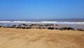 Horsey beach is a wild, grey seal population on the norfolk coast Royalty Free Stock Photo