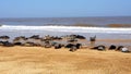 Horsey beach is a wild, grey seal population on the norfolk coast Royalty Free Stock Photo