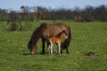 Horsey Mum & Baby,Dartmoor Royalty Free Stock Photo