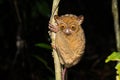 Horsfeld's tarsier (Cephalopachus bancanus Royalty Free Stock Photo