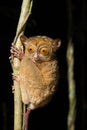 Horsfeld's tarsier (Cephalopachus bancanus Royalty Free Stock Photo