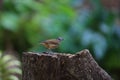 Horsfield`s babbler