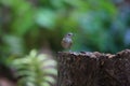 Horsfield`s babbler