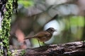 Horsfield\'s babbler in Sabah, North Borneo, Malaysia