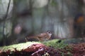 Horsfield\'s babbler in Sabah, North Borneo, Malaysia